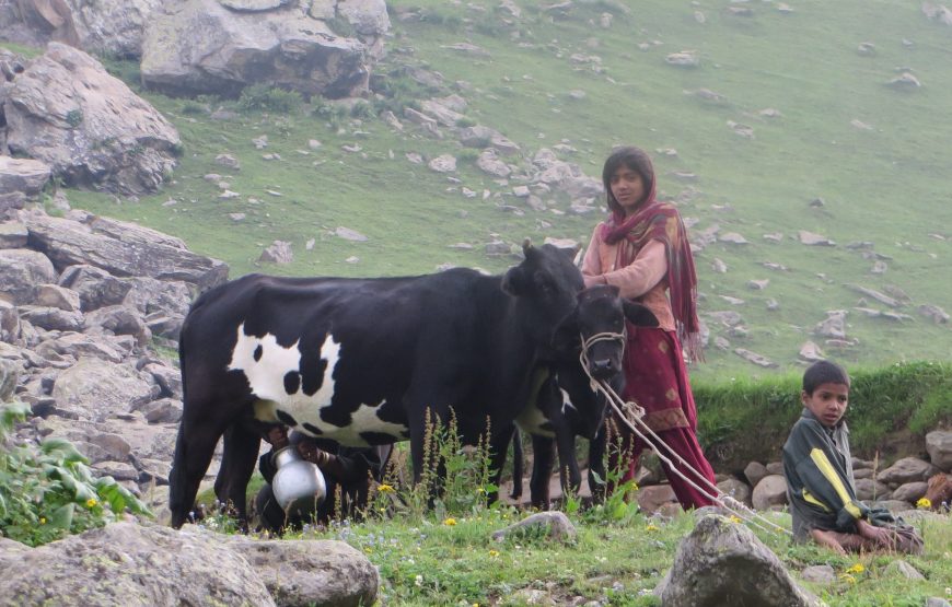 Sonamarg – Bandipora Trek (11 Nights 12 Days)