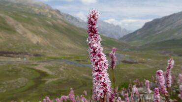 Trek Valley Travels: Where Your Himalayan Adventure Begins – Book Your Journey to Today!