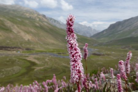 Trek Valley Travels: Where Your Himalayan Adventure Begins – Book Your Journey to Today!