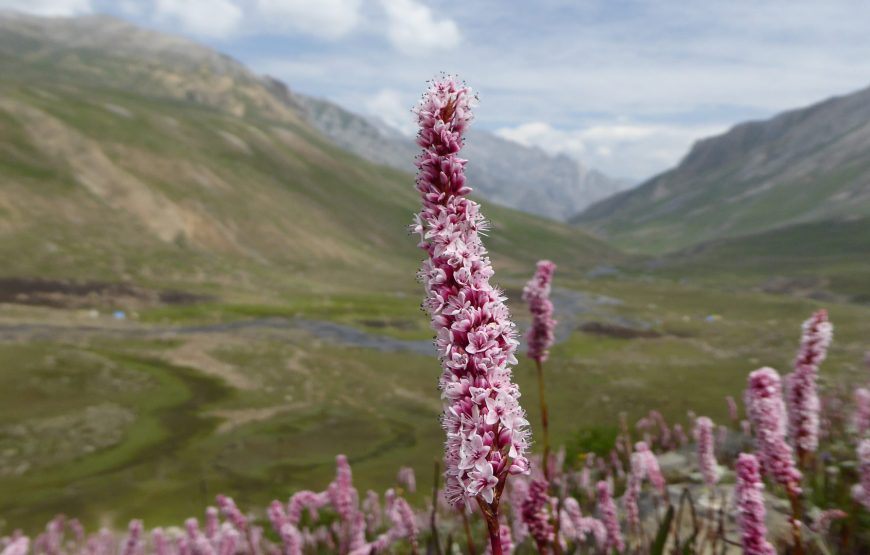 Pahalgam – Tarsar / Marsar Trek (10 Nights 11 Days)