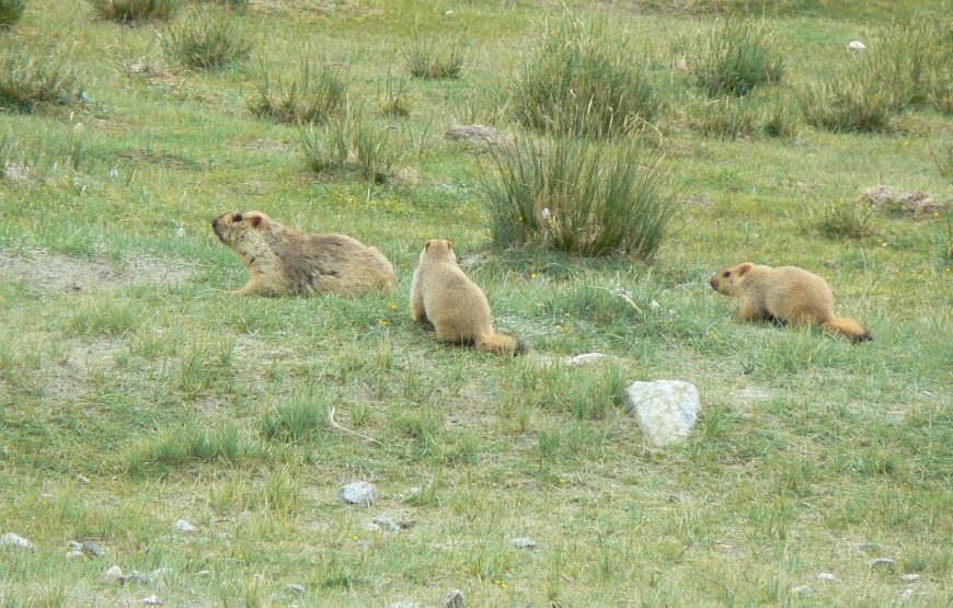 Lamayuru to Chilling Trek (6 Nights 7 Days)