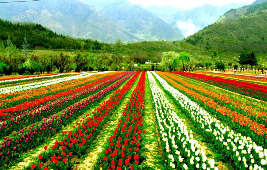 Enchanting Kashmir Odyssey (8 Nights / 9 Days)